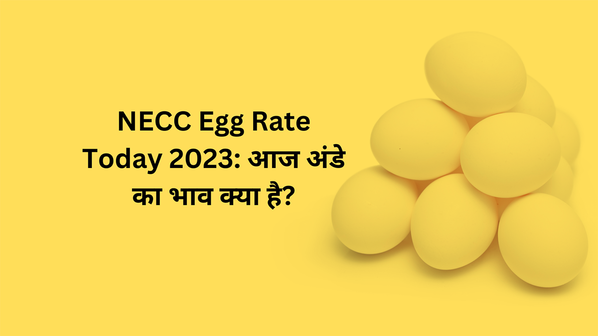 NECC Egg Rate Today